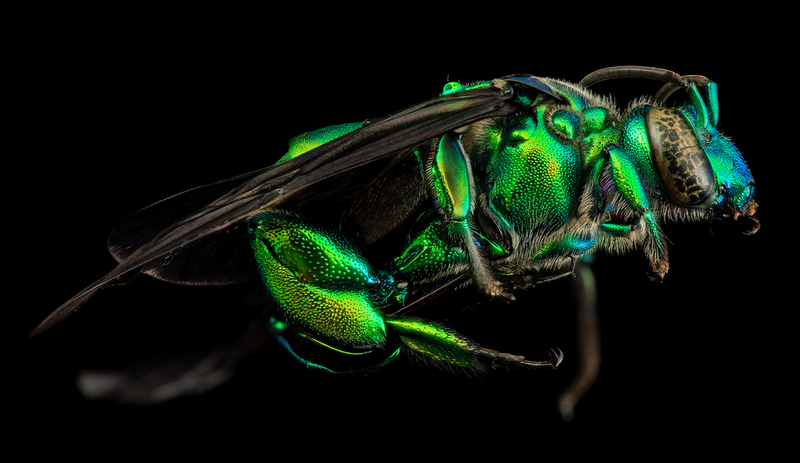 Illustration for article titled Close-Up Bee Portraits Are A Glimpse Into A Gorgeously Weird World